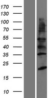 YIPF2 Protein - Western validation with an anti-DDK antibody * L: Control HEK293 lysate R: Over-expression lysate