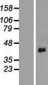 YIPF3 Protein - Western validation with an anti-DDK antibody * L: Control HEK293 lysate R: Over-expression lysate