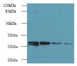 YIPF4 Antibody - Western blot. All lanes: YIPF4 antibody at 2.5 ug/ml. Lane 1: Jurkat whole cell lysate. Lane 2: HepG-2 whole cell lysate. Lane 3: HeLa whole cell lysate. Lane 4: A431 whole cell lysate. Secondary antibody: Goat polyclonal to Rabbit IgG at 1:10000 dilution. Predicted band size: 27 kDa. Observed band size: 27 kDa.