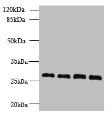 YIPF4 Antibody - Western blot All lanes: YIPF4 antibody at 2.5µg/ml Lane 1: Jurkat whole cell lysate Lane 2: HepG2 whole cell lysate Lane 3: Hela whole cell lysate Lane 4: A431 whole cell lysate Secondary Goat polyclonal to rabbit IgG at 1/10000 dilution Predicted band size: 28 kDa Observed band size: 28 kDa