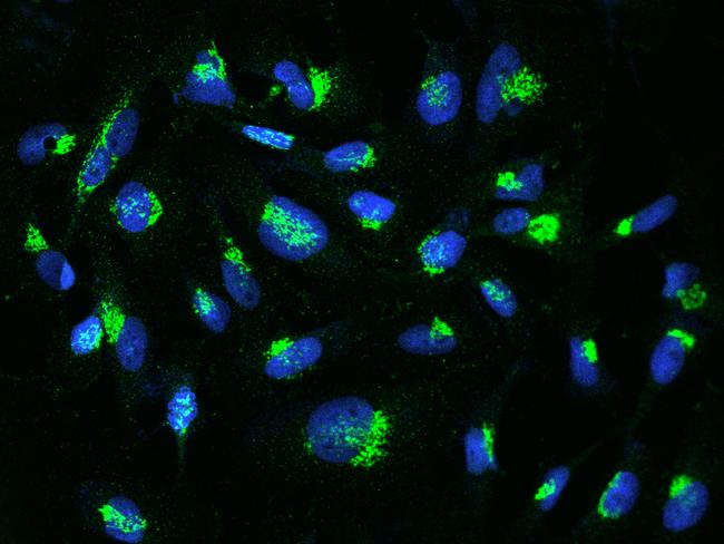 YIPF4 Antibody - Immunofluorescence staining of YIPF4 in U251MG cells. Cells were fixed with 4% PFA, permeabilzed with 0.1% Triton X-100 in PBS, blocked with 10% serum, and incubated with rabbit anti-Human YIPF4 polyclonal antibody (dilution ratio 1:200) at 4°C overnight. Then cells were stained with the Alexa Fluor 488-conjugated Goat Anti-rabbit IgG secondary antibody (green) and counterstained with DAPI (blue). Positive staining was localized to Golgi apparatus.