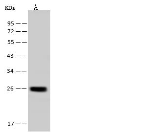 YIPF4 Antibody - Anti-YIPF4 rabbit polyclonal antibody at 1:500 dilution. Lane A: A431 Whole Cell Lysate. Lysates/proteins at 30 ug per lane. Secondary: Goat Anti-Rabbit IgG (H+L)/HRP at 1/10000 dilution. Developed using the ECL technique. Performed under reducing conditions. Predicted band size: 27 kDa. Observed band size: 27 kDa.