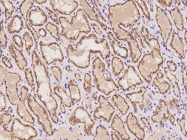 YIPF4 Antibody - Immunochemical staining of human YIPF4 in human kidney with rabbit polyclonal antibody at 1:100 dilution, formalin-fixed paraffin embedded sections.