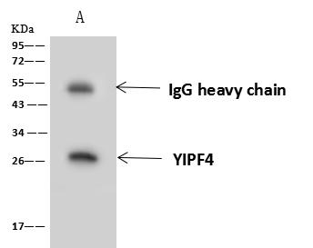YIPF4 Antibody - YIPF4 was immunoprecipitated using: Lane A: 0.5 mg A431 Whole Cell Lysate. 4 uL anti-YIPF4 rabbit polyclonal antibody and 60 ug of Immunomagnetic beads Protein A/G. Primary antibody: Anti-YIPF4 rabbit polyclonal antibody, at 1:100 dilution. Secondary antibody: Goat Anti-Rabbit IgG (H+L)/HRP at 1/10000 dilution. Developed using the ECL technique. Performed under reducing conditions. Predicted band size: 27 kDa. Observed band size: 26 kDa.