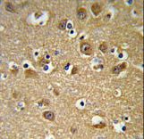 YIPF5 Antibody - YIPF5 Antibody IHC of formalin-fixed and paraffin-embedded brain tissue followed by peroxidase-conjugated secondary antibody and DAB staining.