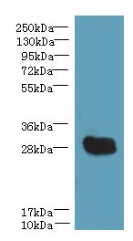 YIPF5 Antibody - Western blot. All lanes: YIPF5 antibody at 5 ug/ml+ Mouse liver tissue Goat polyclonal to rabbit at 1:10000 dilution. Predicted band size: 28 kDa. Observed band size: 28 kDa.