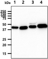 YKL39 / CHI3L2 Antibody - The cell lysates (40ug) were resolved by SDS-PAGE, transferred to PVDF membrane and probed with anti-human CHI3L2 antibody (1:1000). Proteins were visualized using a goat anti-mouse secondary antibody conjugated to HRP and an ECL detection system. Lane 1.: 293T cell lysate Lane 2.: HeLa cell lysate Lane 3.: HepG2 cell lysate Lane 4.: LnCap cell lysate