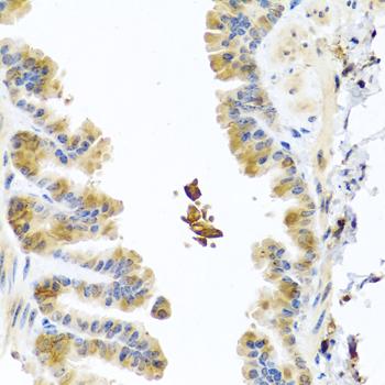 YKL39 / CHI3L2 Antibody - Immunohistochemistry of paraffin-embedded Mouse lung using CHI3L2 Polyclonal Antibody at dilution of 1:100 (40x lens).