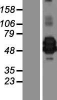 YKL39 / CHI3L2 Protein - Western validation with an anti-DDK antibody * L: Control HEK293 lysate R: Over-expression lysate