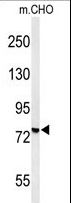 YME1L1 Antibody - Western blot of YMEL1 Antibody in CHO cell line lysates (35 ug/lane). YMEL1 (arrow) was detected using the purified antibody.