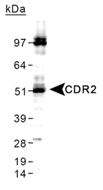 Yo / CDR2 Antibody - Detection of CDR2 in HeLa whole cell lysate.  This image was taken for the unconjugated form of this product. Other forms have not been tested.