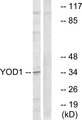 YOD1 Antibody - Western blot analysis of lysates from COLO cells, using YOD1 Antibody. The lane on the right is blocked with the synthesized peptide.