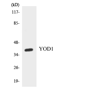 YOD1 Antibody - Western blot analysis of the lysates from HT-29 cells using YOD1 antibody.