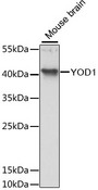 YOD1 Antibody - Western blot analysis of extracts of mouse brain, using YOD1 antibody at 1:3000 dilution. The secondary antibody used was an HRP Goat Anti-Rabbit IgG (H+L) at 1:10000 dilution. Lysates were loaded 25ug per lane and 3% nonfat dry milk in TBST was used for blocking. An ECL Kit was used for detection and the exposure time was 30s.