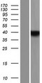 YOD1 Protein - Western validation with an anti-DDK antibody * L: Control HEK293 lysate R: Over-expression lysate