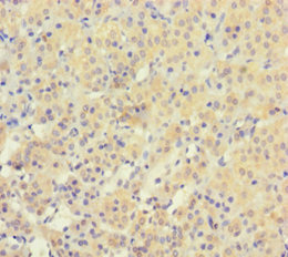 YPEL3 Antibody - Immunohistochemistry of paraffin-embedded human adrenal gland tissue using YPEL3 Antibody at dilution of 1:100