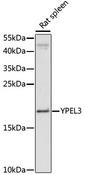 YPEL3 Antibody - Western blot analysis of extracts of rat spleen using YPEL3 Polyclonal Antibody at dilution of 1:1000.