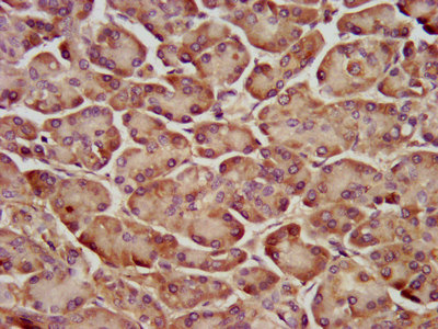 YPEL5 Antibody - Immunohistochemistry image at a dilution of 1:200 and staining in paraffin-embedded human pancreatic tissue performed on a Leica BondTM system. After dewaxing and hydration, antigen retrieval was mediated by high pressure in a citrate buffer (pH 6.0) . Section was blocked with 10% normal goat serum 30min at RT. Then primary antibody (1% BSA) was incubated at 4 °C overnight. The primary is detected by a biotinylated secondary antibody and visualized using an HRP conjugated SP system.