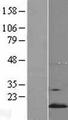 YPEL5 Protein - Western validation with an anti-DDK antibody * L: Control HEK293 lysate R: Over-expression lysate