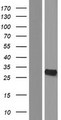 YRDC Protein - Western validation with an anti-DDK antibody * L: Control HEK293 lysate R: Over-expression lysate