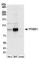 YTHDC1 Antibody - Detection of human YTHDC1 by western blot. Samples: Whole cell lysate (50 µg) from HeLa, HEK293T, and Jurkat cells prepared using NETN lysis buffer. Antibody: Affinity purified rabbit anti-YTHDC1 antibody used for WB at 0.1 µg/ml. Detection: Chemiluminescence with an exposure time of 30 seconds.