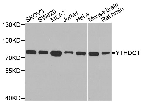 YTHDC1 Antibody - Western blot analysis of extracts of various cells.