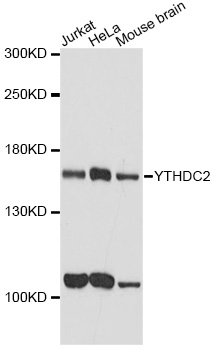 YTHDC2 Antibody - Western blot analysis of extracts of various cell lines, using YTHDC2 antibody at 1:1000 dilution. The secondary antibody used was an HRP Goat Anti-Rabbit IgG (H+L) at 1:10000 dilution. Lysates were loaded 25ug per lane and 3% nonfat dry milk in TBST was used for blocking. An ECL Kit was used for detection and the exposure time was 60s.