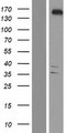 YTHDC2 Protein - Western validation with an anti-DDK antibody * L: Control HEK293 lysate R: Over-expression lysate