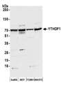 YTHDF1 Antibody - Detection of human and mouse YTHDF1 by western blot. Samples: Whole cell lysate (50 µg) from GaMG, HEK293T, mouse TCMK-1, and mouse NIH 3T3 cells prepared using NETN lysis buffer. Antibody: Affinity purified rabbit anti-YTHDF1 antibody used for WB at 1:1000. Detection: Chemiluminescence with an exposure time of 30 seconds.