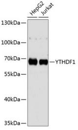 YTHDF1 Antibody - Western blot analysis of extracts of various cell lines, using YTHDF1 antibody at 1:3000 dilution. Secondary antibody: HRP Goat Anti-Rabbit IgG (H+L) at 1:10000 dilution. Lysates/proteins: 25ug per lane. Blocking buffer: 3% nonfat dry milk in TBST. Detection: ECL Basic Kit. Exposure time: 60s.