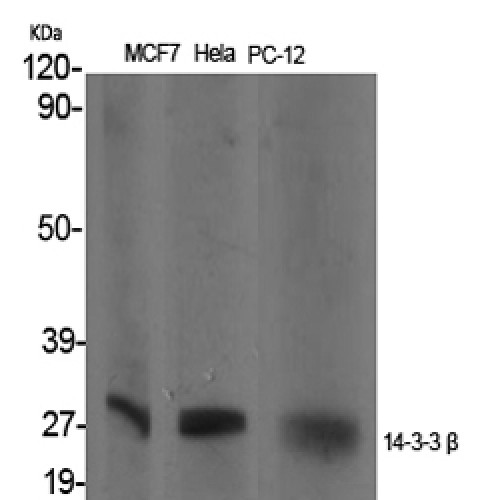 YWHAB / 14-3-3 Beta Antibody - Western blot of 14-3-3 beta antibody