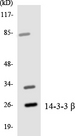 YWHAB / 14-3-3 Beta Antibody - Western blot analysis of the lysates from HepG2 cells using 14-3-3 Î² antibody.