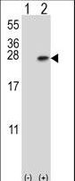 YWHAB / 14-3-3 Beta Antibody - Western blot of YWHAB (arrow) using rabbit polyclonal YWHAB Antibody. 293 cell lysates (2 ug/lane) either nontransfected (Lane 1) or transiently transfected (Lane 2) with the YWHAB gene.