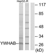 YWHAB / 14-3-3 Beta Antibody - Western blot analysis of lysates from HepG2 and Jurkat cells, using 14-3-3 beta Antibody. The lane on the right is blocked with the synthesized peptide.