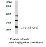 YWHAB / 14-3-3 Beta Antibody - Western blot of 14-3-3 (Q69) pAb in extracts from THP1 cells.