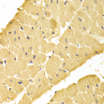 YWHAB / 14-3-3 Beta Antibody - Immunohistochemistry of paraffin-embedded rat liver tissue.