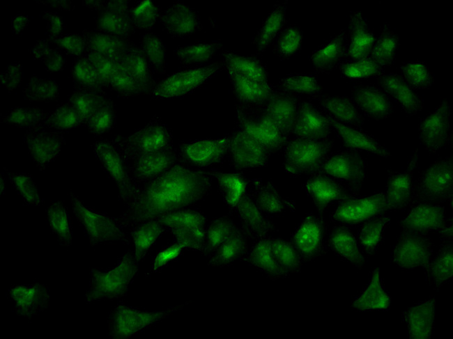 YWHAB / 14-3-3 Beta Antibody - Immunofluorescence analysis of HeLa cells.