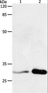 YWHAB / 14-3-3 Beta Antibody - Western blot analysis of HT-29 cell and Mouse brain tissue, using YWHAB Polyclonal Antibody at dilution of 1:750.