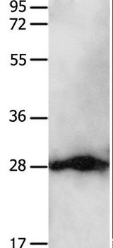 YWHAB / 14-3-3 Beta Antibody - Western blot analysis of HeLa cell, using YWHAB Polyclonal Antibody at dilution of 1:550.