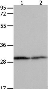 YWHAB / 14-3-3 Beta Antibody - Western blot analysis of HeLa cell and mouse kidney tissue, using YWHAB Polyclonal Antibody at dilution of 1:550.