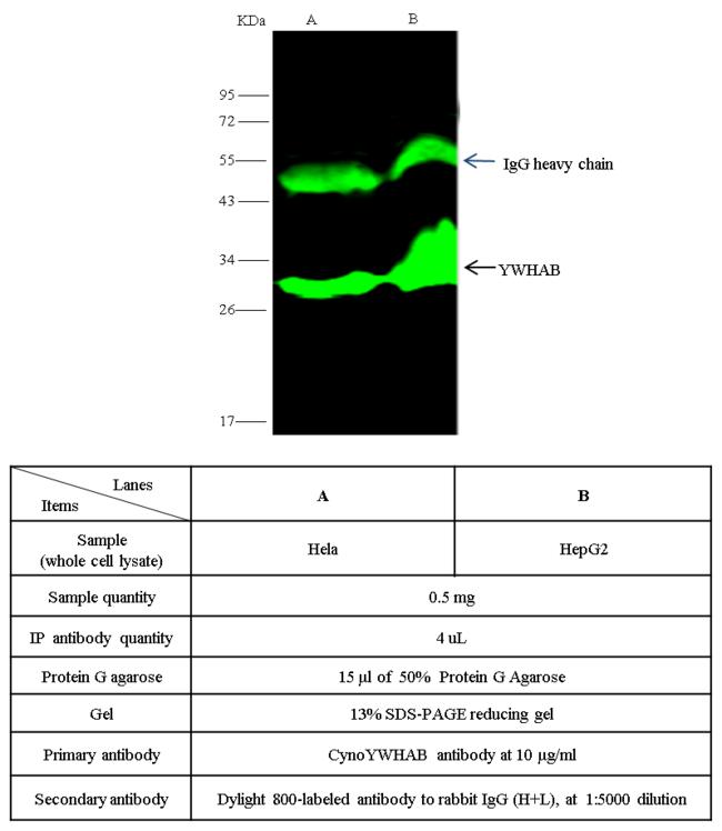 YWHAB / 14-3-3 Beta Antibody - cyno YWHAB was immunoprecipitated using: Lane A: 0.5 mg HepG2 Whole Cell Lysate. Lane B: 0.5 mg Hela Whole Cell Lysate. 4 uL anti-cyno YWHAB rabbit polyclonal antibody and 15 ul of 50% Protein G agarose. Primary antibody: Anti-cyno YWHAB rabbit polyclonal antibody, at 1:100 dilution. Secondary antibody: Dylight 800-labeled antibody to rabbit IgG (H+L), at 1:5000 dilution. Developed using the odssey technique. Performed under reducing conditions. Predicted band size: 32 kDa. Observed band size: 32 kDa.