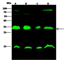 YWHAB / 14-3-3 Beta Antibody - Anti-YWHAB rabbit polyclonal antibody at 1:500 dilution. Lane A: HepG2 Whole Cell Lysate. Lane B: Hela Whole Cell Lysate. Lane C: NCI-H1299 Whole Cell Lysate. Lane D: A431 Whole Cell Lysate. Lysates/proteins at 30 ug per lane. Secondary: Goat Anti-Rabbit IgG H&L (Dylight 800) at 1/10000 dilution. Developed using the Odyssey technique. Performed under reducing conditions. Predicted band size: 28 kDa. Observed band size: 32 kDa. (We are unsure as to the identity of these extra bands.)