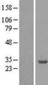 YWHAB / 14-3-3 Beta Protein - Western validation with an anti-DDK antibody * L: Control HEK293 lysate R: Over-expression lysate
