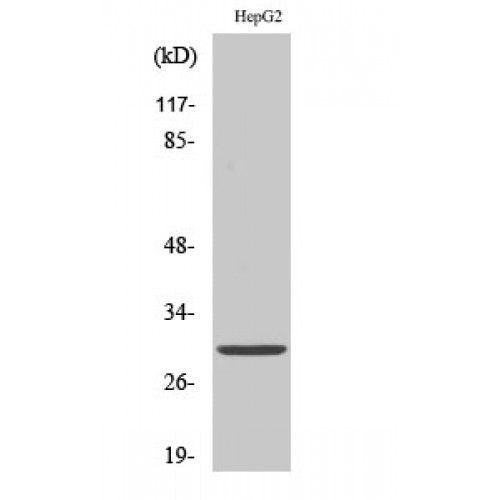 YWHAE / 14-3-3 Epsilon Antibody - Western blot of 14-3-3 epsilon antibody