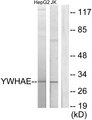 YWHAE / 14-3-3 Epsilon Antibody - Western blot analysis of lysates from HepG2 and Jurkat cells, using 14-3-3 epsilon Antibody. The lane on the right is blocked with the synthesized peptide.