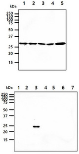 YWHAE / 14-3-3 Epsilon Antibody - The cell lysates (40ug) were resolved by SDS-PAGE, transferred to PVDF membrane and probed with anti-human 14-3-3 epsilon antibody (1:1000). Proteins were visualized using a goat anti-mouse secondary antibody conjugated to HRP and an ECL detection system. Lane 1.: HeLa cell lysate Lane 2.: Jurkat cell lysate Lane 3.: 293T cell lysate Lane 4.: A549 cell lysate Lane 5.: Mouse Brain Tissue lysate The Recombinant Protein (50ng) were resolved by SDS-PAGE, transferred to PVDF membrane and probed with anti-human 14-3-3 epsilon antibody (1:1000). Proteins were visualized using a goat anti-mouse secondary antibody conjugated to HRP and an ECL detection system. Lane 1.: 14-3-3 Zeta Recombinant Protein Lane 2.: 14-3-3 Beta Recombinant Protein Lane 3.: 14-3-3 Epsilon Recombinant Protein Lane 4.: 14-3-3 Eta Recombinant Protein Lane 5.: 14-3-3 Gamma Recombinant Protein Lane 6.: 14-3-3 Sigma Recombinant Protein Lane 7.: 14-3-3 Tau Recombinant Protein