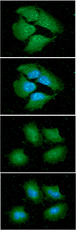 YWHAE / 14-3-3 Epsilon Antibody - ICC/IF analysis of 14-3-3 epsilon in HeLa cells line, stained with DAPI (Blue) for nucleus staining and monoclonal anti-human 14-3-3 epsilon antibody (1:100) with goat anti-mouse IgG-Alexa fluor 488 conjugate (Green).ICC/IF analysis of 14-3-3 epsilon in A549 cells line, stained with DAPI (Blue) for nucleus staining and monoclonal anti-human 14-3-3 epsilon antibody (1:100) with goat anti-mouse IgG-Alexa fluor 488 conjugate (Green).