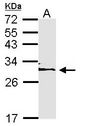 YWHAE / 14-3-3 Epsilon Antibody - Sample (30 ug of whole cell lysate). A: H1299. 12% SDS PAGE. YWHAE antibody diluted at 1:1000. 