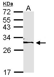 YWHAE / 14-3-3 Epsilon Antibody - Sample (30 ug of whole cell lysate). A: H1299. 12% SDS PAGE. YWHAE antibody diluted at 1:1000. 