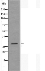 YWHAE / 14-3-3 Epsilon Antibody - Western blot analysis of extracts of HepG2 cells using 14-3-3 e antibody.
